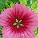 Malope trifida fleur (3)